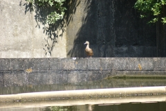 SONY DSC
