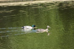 SONY DSC