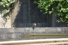SONY DSC
