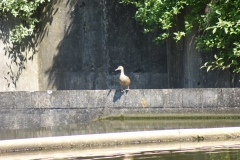 SONY DSC